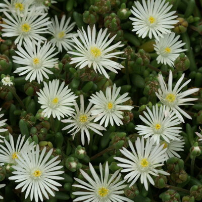 Delosperma 'Graaf Reinet'