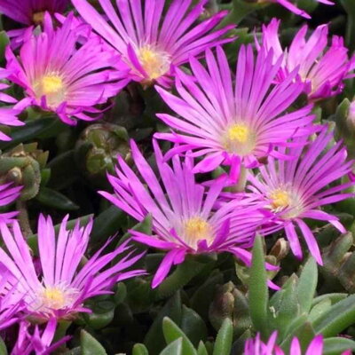 Delosperma 'Table Mountain'
