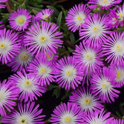 Delosperma WOW 'Violet Wonder' ®