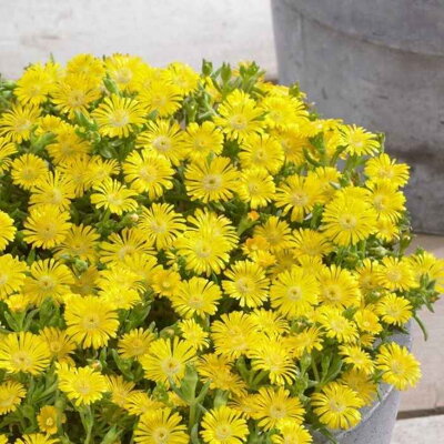 Delosperma WOW GOLDEN WONDER ®