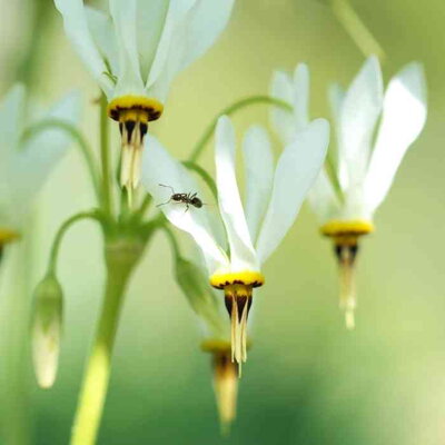 Boží kvet záhradný 'Alba' (Dodecatheon meadia 'Alba')