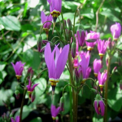 Boží kvet záhradný 'Queen Victoria' (Dodecatheon meadia 'Queen Victoria')