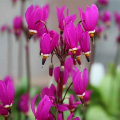 Boží kvet 'Red Wing' (Dodecatheon 'Red Wing')