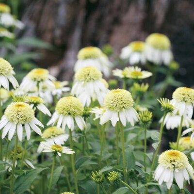 Echinacea purpurová 'Coconut Lime' (Echinacea purp. 'Coconut Lime' ®)