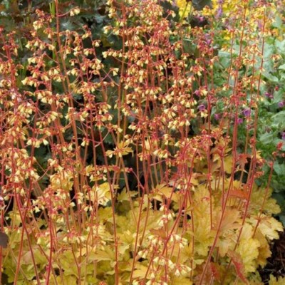 Heuchera 'Ginger Ale' ®