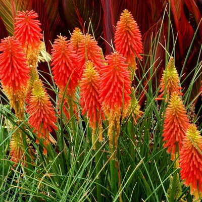 Fakľovka 'Papaya Popsicle' (Kniphofia 'Papaya Popsicle' ®)