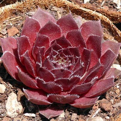 Skalnica 'Rubin' (Sempervivum 'Rubin')