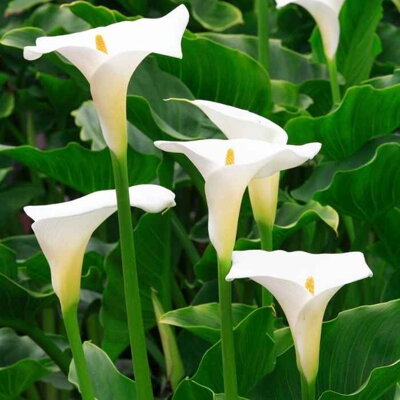 Kornútovka africká (Zantedeschia aethiopica)
