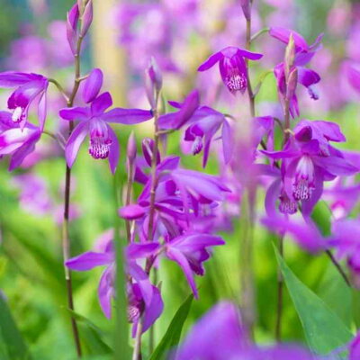 Záhradná orchidea (Bletilla striata)