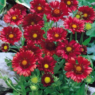 Kokarda 'Burgunder' (Gaillardia 'Burgunder')