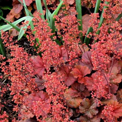 Heuchera 'Cherry Cola' ®