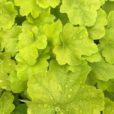 Heuchera 'Citronelle' ®