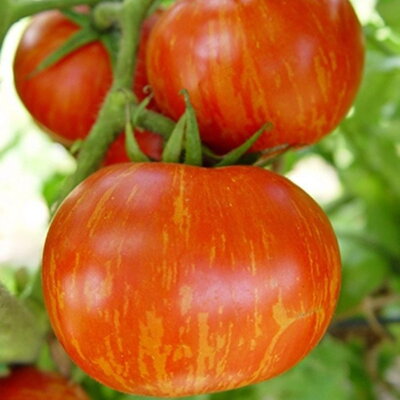 Paradajka Red Zebra