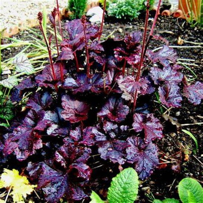 Heuchera Obsidian®