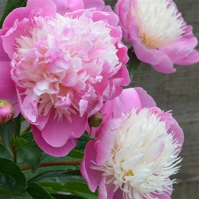 Paeonia Bowl of Beauty