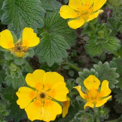 Potentilla megalantha