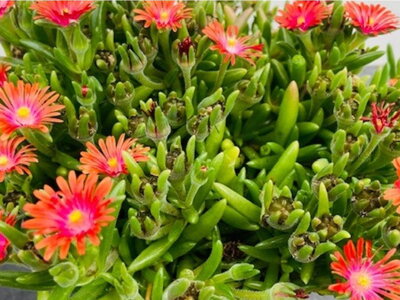 Delosperma Ice Cream 'Salmon'