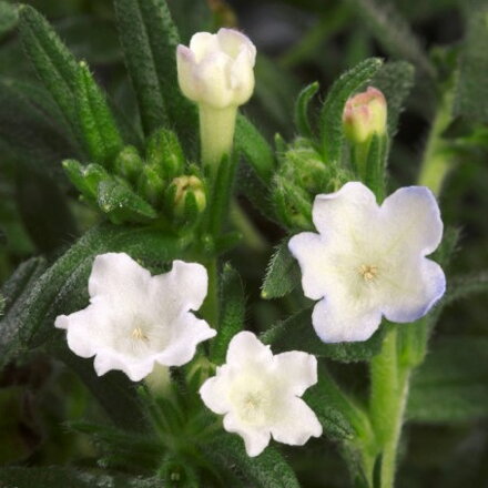 Lithodora diffusa "Alba"