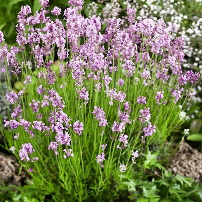 Levanduľa angustifolia "Rosea"