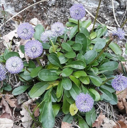 Globularia nudicaulis