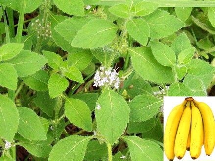 Banánová mäta - Mentha arvensis ,,Banana"