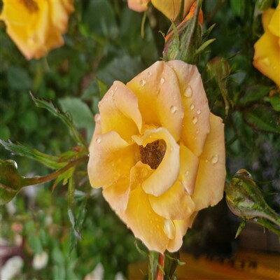 Stromčeková ruža žltá