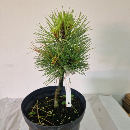 Pinus cembra STODERZWERG