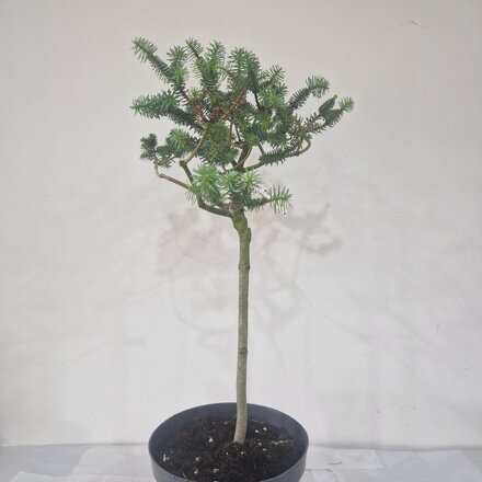 Abies pinsapo HORSTMANN