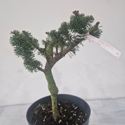 Abies delavayi BUCHANAN