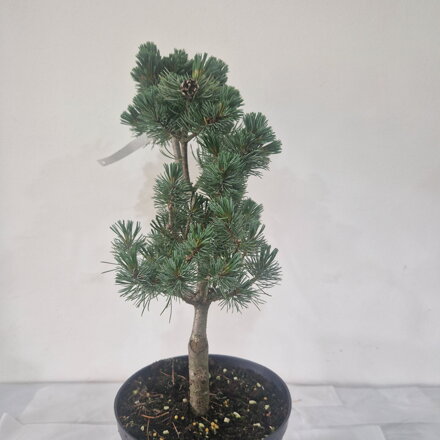 Pinus parviflora KIN-PO