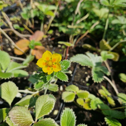 Potentilla atrosanguinea var. argyrophylla