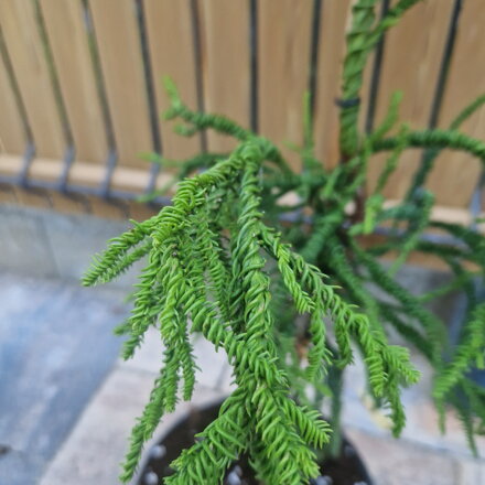 Cryptomeria japonica Rasen-Sugi