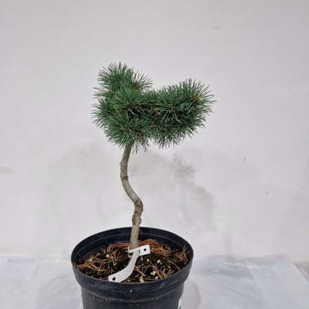 Pinus parviflora KAREN