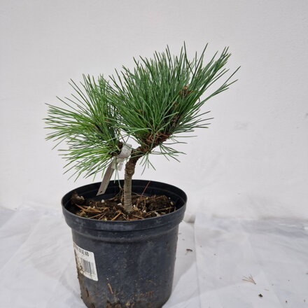 Pinus cembra JOHNY BLUE
