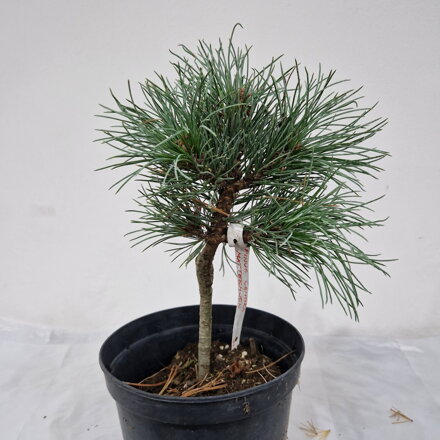 Pinus cembra MATTERHORN