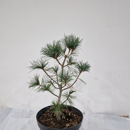 Pinus ayacahuite ROMAN