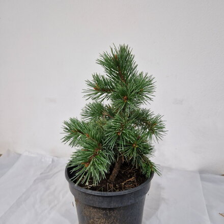 Pinus aristata VERDEN