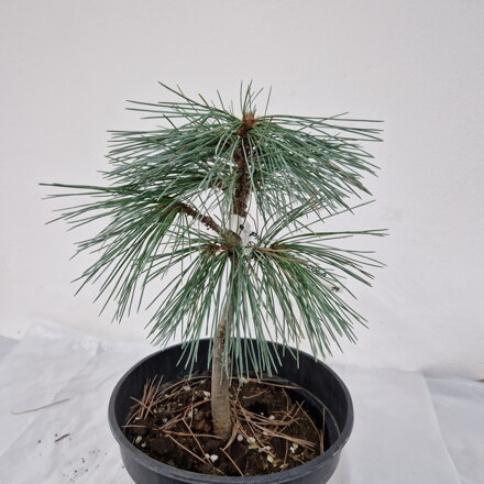 Pinus monticola SNOW WHITE