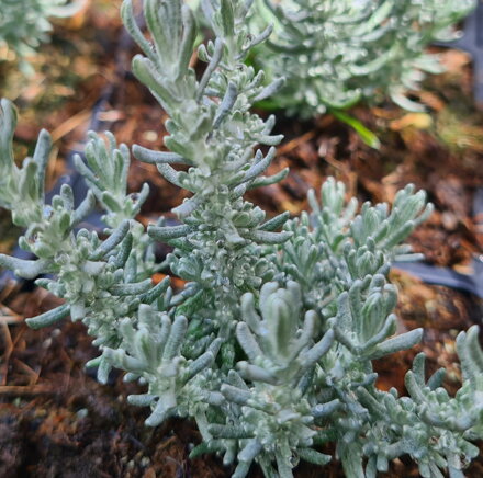 Helichrysum plicatum "Little Curry"