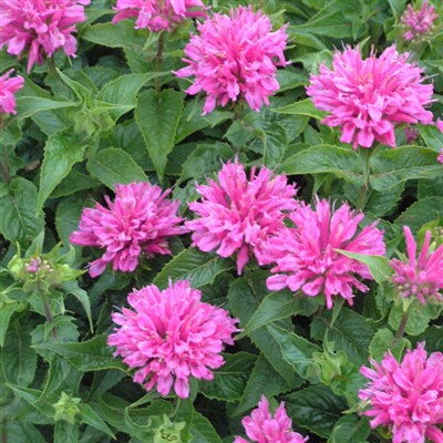 Monarda 'Petite Delight'