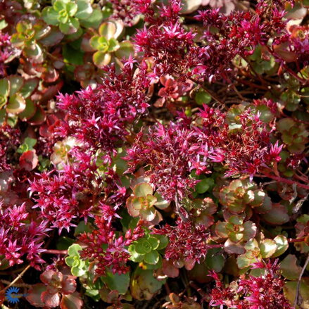 Sedum spurium "Fuldaglut"