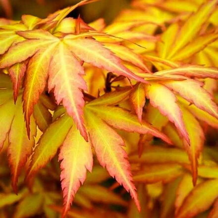 Acer palmatum Orange Dream 45cm