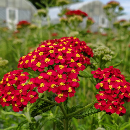 Achillea millefolium "PAPRIKA"
