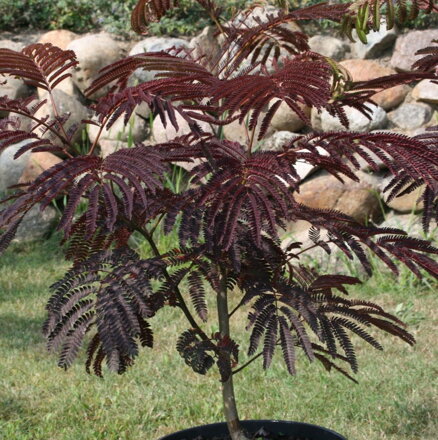 Albizia julibrissin - SUMMER CHOCOLATE®