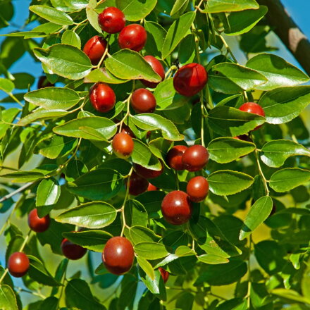 Ziziphus jujuba ANTICO - Čínska datla