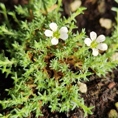 Arenaria obtusiloba