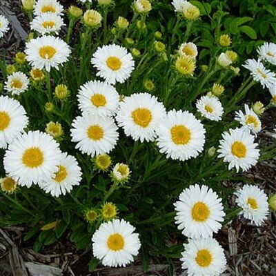 Aster alpinus albus