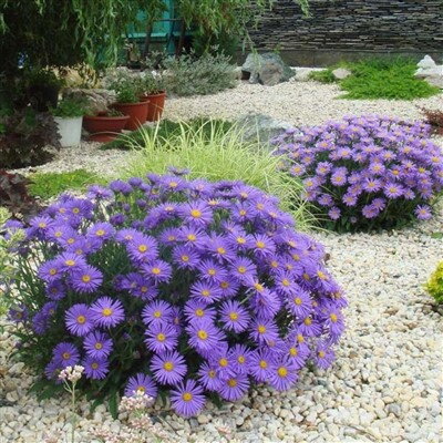 Aster alpinus VIOLET