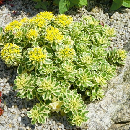 Sedum takesimense 'Atlantis'