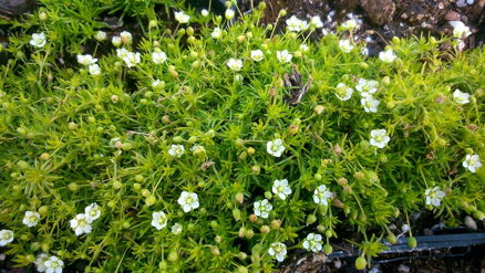 Sagina subulata "Aurea"